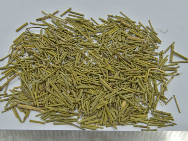 下列哪味中药为麻黄?