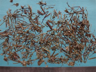 下列哪味中药为香薷?