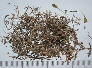 下列哪味中药为香薷?