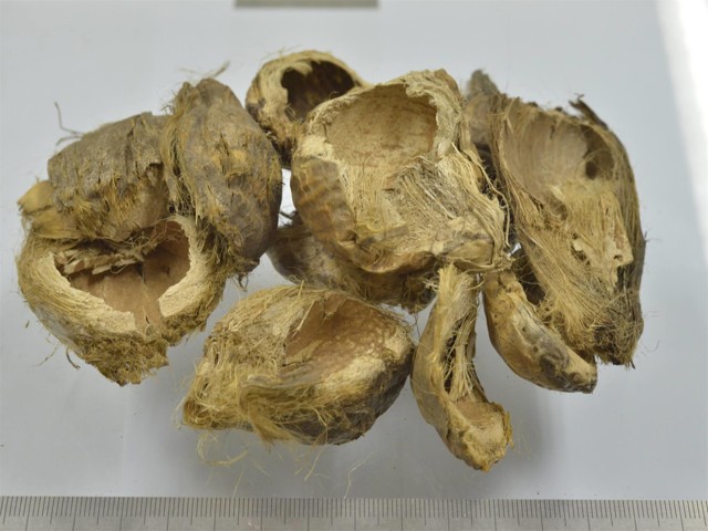 智慧树知到《中药性状鉴别技术》章节测试答案(第8-12章)