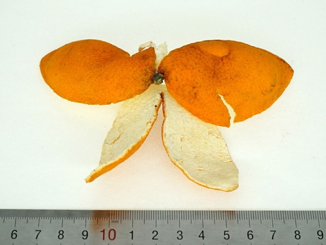 智慧树知到《中药性状鉴别技术》章节测试答案(第8-12章)