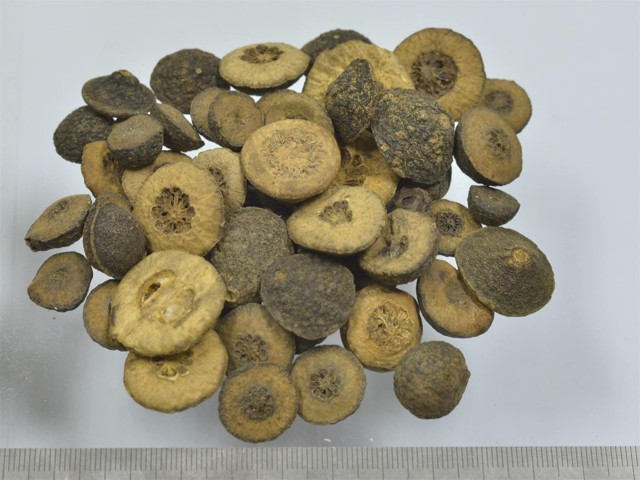 智慧树知到《中药性状鉴别技术》章节测试答案(第8-12章)