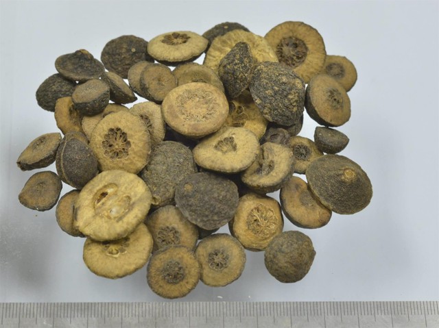 智慧树知到《中药性状鉴别技术》章节测试答案(第8-12章)