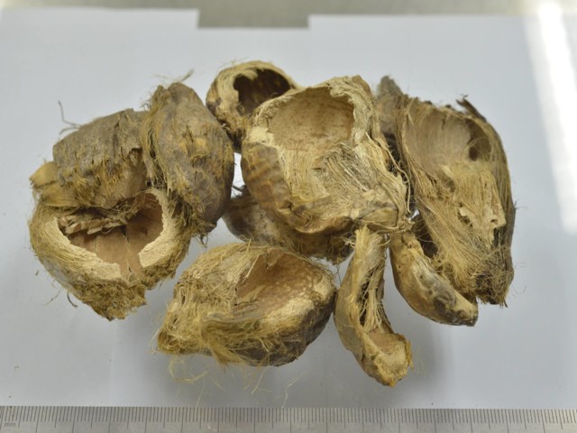 智慧树知到《中药性状鉴别技术》章节测试答案(第8-12章)