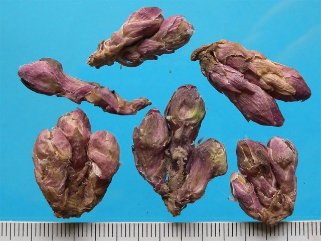 ǻ֪ҩ״½ڲԴ𰸣8-12£