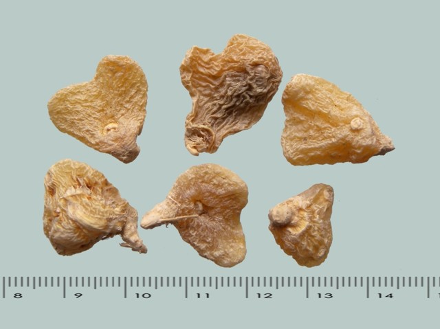 ǻ֪ҩ״½ڲԴ𰸣8-12£