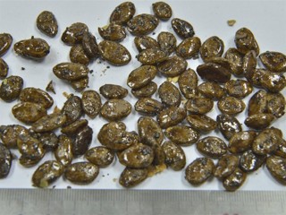 智慧树知到《中药性状鉴别技术》章节测试答案(第13-22章)