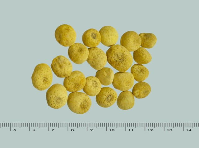 智慧树知到《中药性状鉴别技术》章节测试答案(第13-22章)