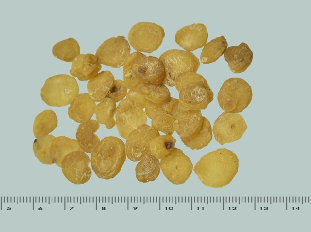 智慧树知到《中药性状鉴别技术》章节测试答案(第13-22章)