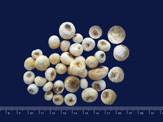 智慧树知到《中药性状鉴别技术》章节测试答案(第13-22章)