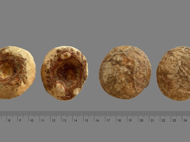 智慧树知到《中药性状鉴别技术》章节测试答案(第13-22章)