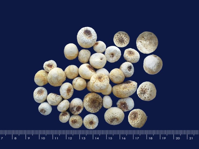 智慧树知到《中药性状鉴别技术》章节测试答案(第13-22章)