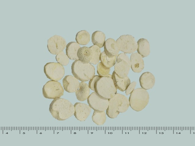 智慧树知到《中药性状鉴别技术》章节测试答案(第13-22章)