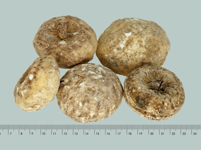 智慧树知到《中药性状鉴别技术》章节测试答案(第13-22章)