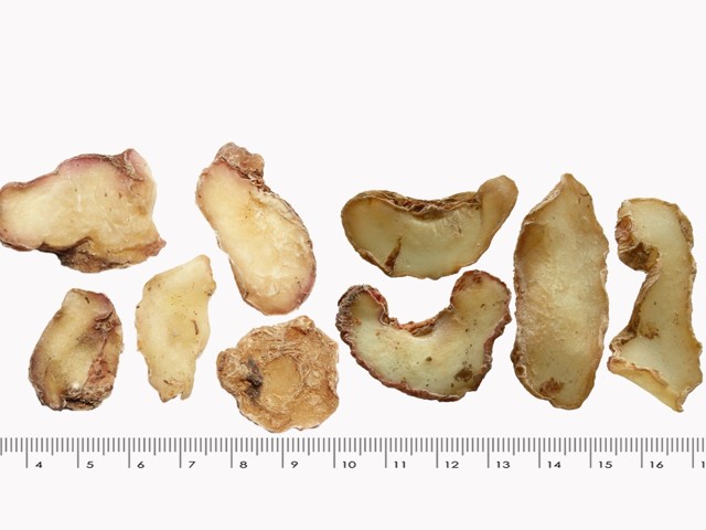 智慧树知到《中药性状鉴别技术》章节测试答案(第13-22章)