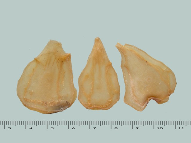 智慧树知到《中药性状鉴别技术》章节测试答案(第13-22章)