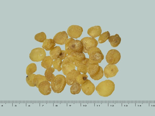 智慧树知到《中药性状鉴别技术》章节测试答案(第13-22章)