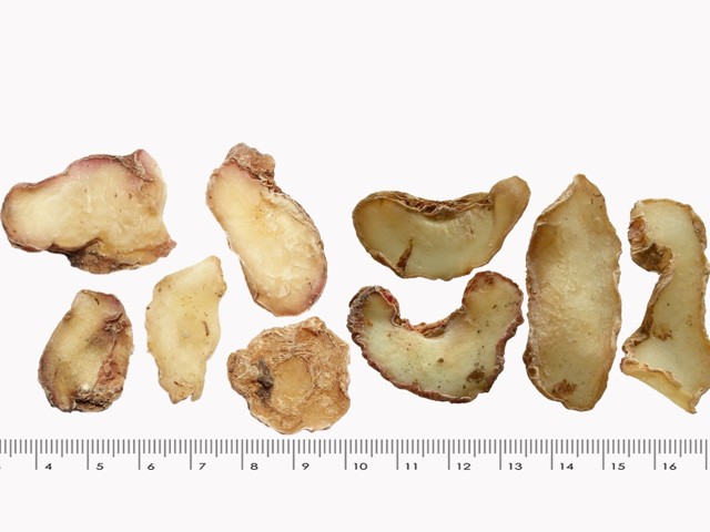 智慧树知到《中药性状鉴别技术》章节测试答案(第13-22章)