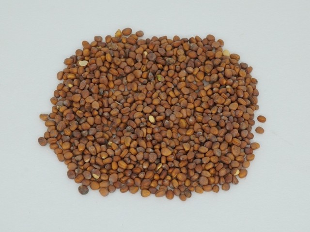 智慧树知到《中药性状鉴别技术》章节测试答案(第13-22章)