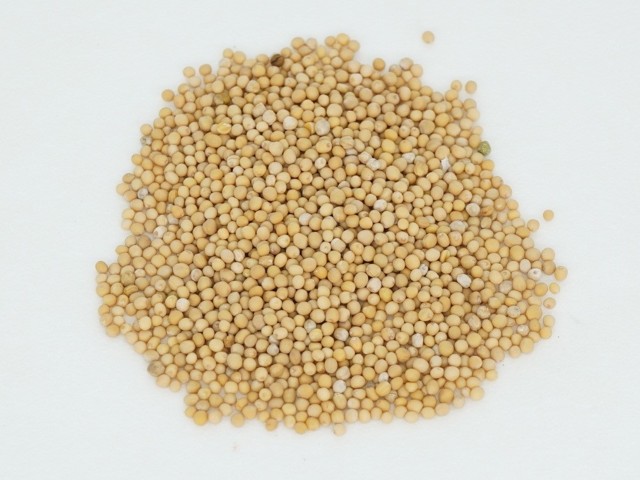 智慧树知到《中药性状鉴别技术》章节测试答案(第13-22章)